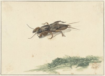 Insecto de Gerard Sanders