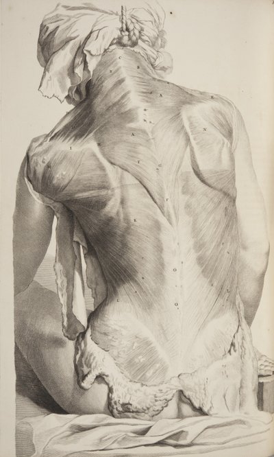 Anatomia Humani Corporis por Govard Bidloo, 1685 de Gerard de Lairesse