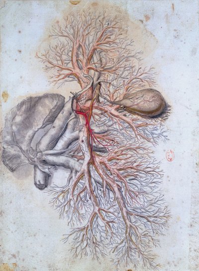 Vasos sanguíneos del hígado y la vesícula biliar, de Anatomia Humani Corporis por Govard Bidloo (1649-1713) c.1685 de Gerard de Lairesse