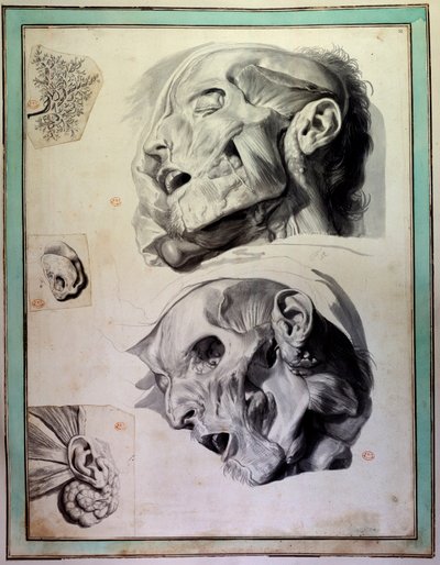 Cabezas humanas desolladas: músculos y esqueletos visibles. Grabado de Gerard de Lairesse (1640-1711) ilustrando la “Anatomia Humani Corporis” de Govert Bidloo (o Govard) (1649-1713) siglo XVIII. Biblioteca de la Facultad de Medicina, París de Gerard de Lairesse