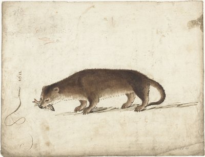 Nutria con un pez en la boca de Gerard ter Borch (I)