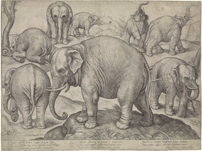 ocho elefantes de Gerard van Groeningen
