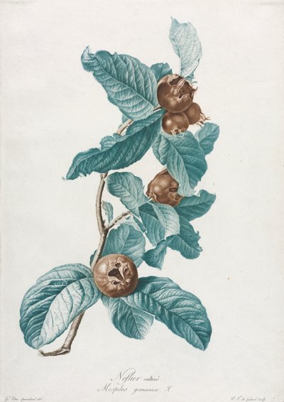 Níspero cultivado Mespilus germanica, c. 1800 de Gerard van Spaendonck