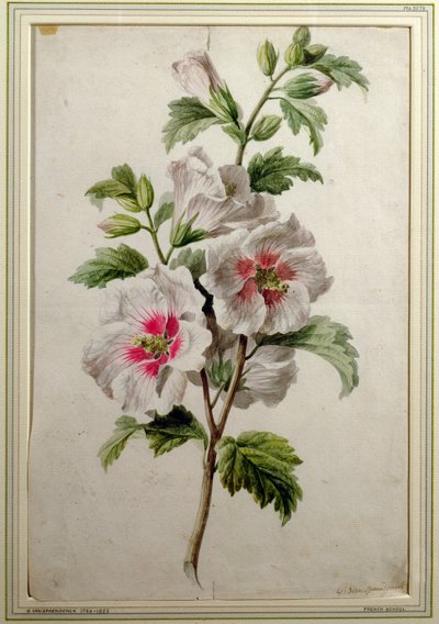 Malvarrosas de Gerard van Spaendonck