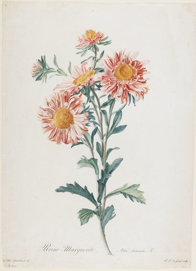 Reina-Margarita, de Fleurs Dessinees d
