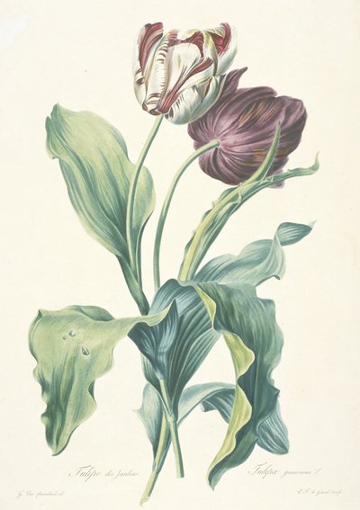 Tulipán de los jardines, de Fleurs Dessinees d