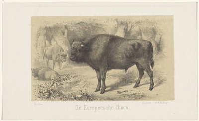 bisonte europeo El bisonte europeo (título sobre el objeto) de Gerardus Johannes Bos