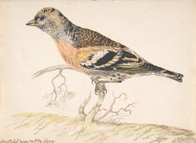 Pinzón real, 1679 de Gerardus van Veen
