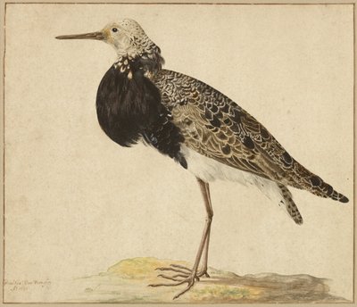 Ruff de pie de Gerardus van Veen