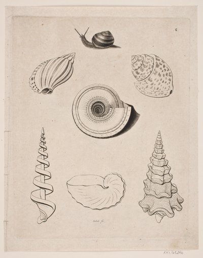 Tabla con caracoles de Gerhard Ludvig Lahde