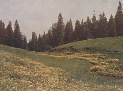 Pradera en el Feldberg, Selva Negra, Alemania (foto en color) de German Photographer