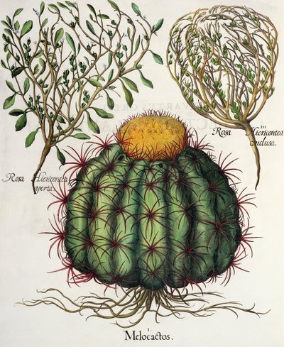 1.Melocactus; 2.Rosa Hiericontea aperta; 3.Rosa Hiericontea conclusa, del Hortus Eystettensis por Basil Besler (1561-1629), pub. 1613 de German School