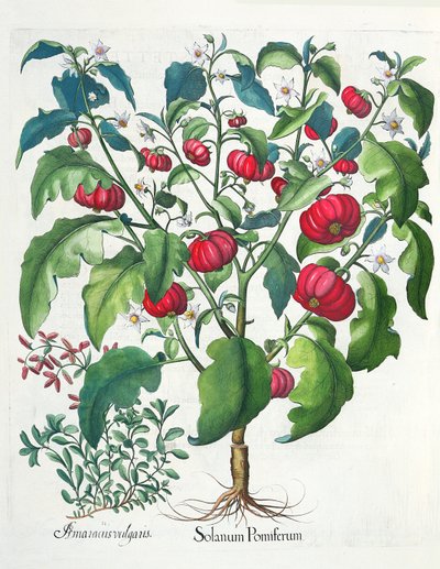 1.Solanum Pomiferum; 2.Amaracus vulgaris, del Hortus Eystettensis por Basil Besler (1561-1629), pub. 1613 de German School