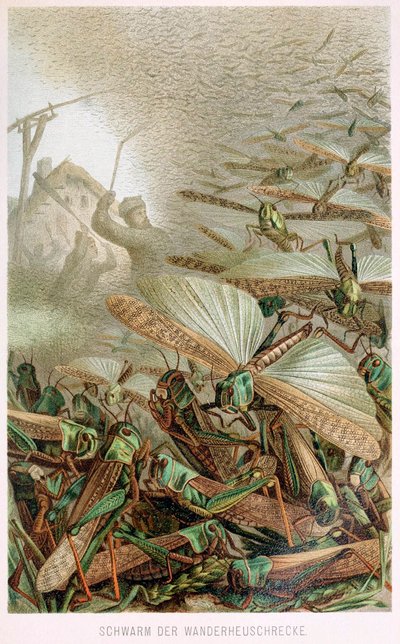 Una plaga de langostas, de Brehms Tierleben, pub. litografía en color de 1860, 1860 de German School