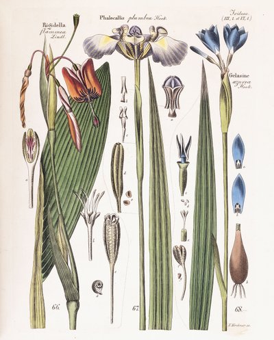 Una lámina de "Zeitschrift fuer Gaertner, Botaniker und Blumenfreunde", 1840-43 de German School