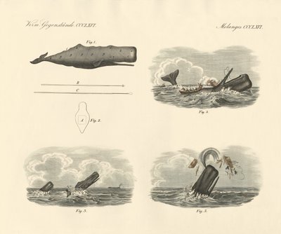 Sobre el modo de vida y la captura del cachalote o ballena de cabeza grande de German School