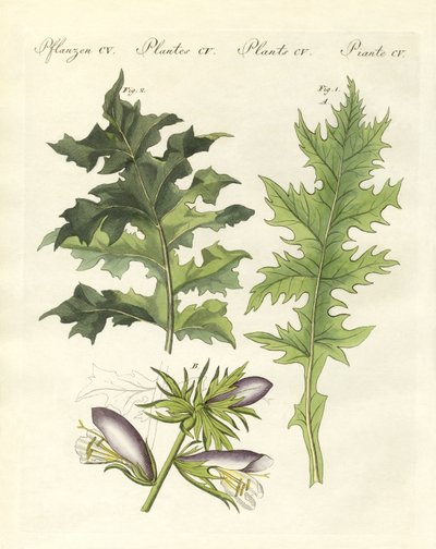 Plantas de acanto de German School