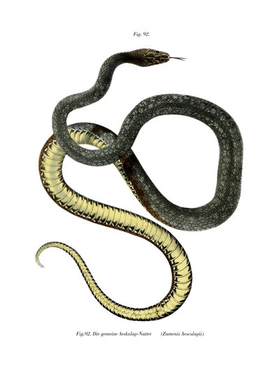 Serpiente esculapia (litografía en color) de German School