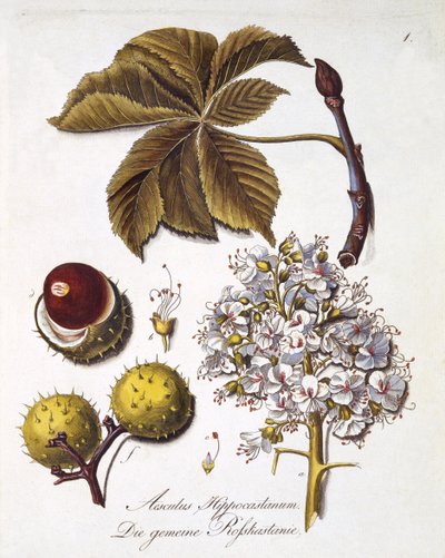 Aesculus Hippocastanum, de 