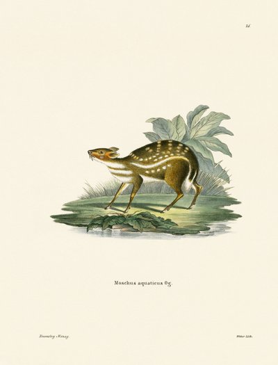 Chevrotain africano de German School