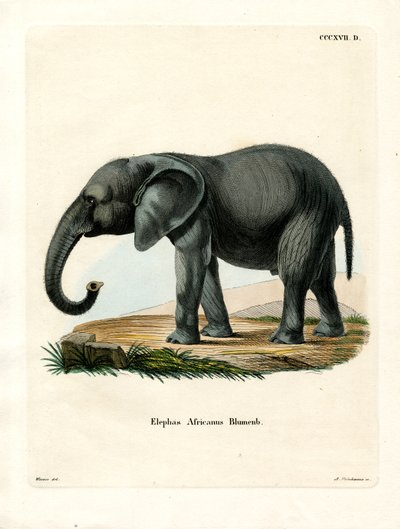Elefante Africano de German School