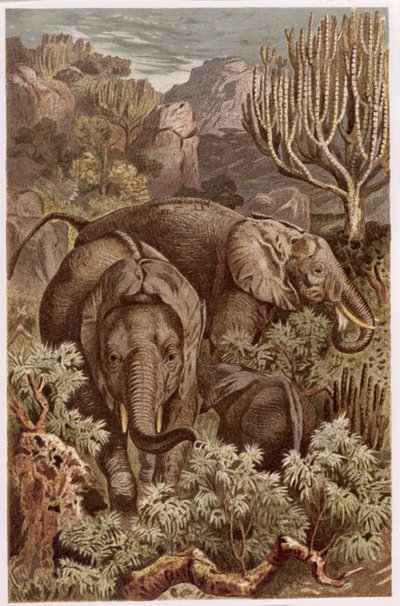 Elefante africano, lámina de Brehms Tierleben: Allgemeine Kunde des Tierreichs, vol 3, p. 9, publicado por Bibliographisches Institut, 1891 de German School