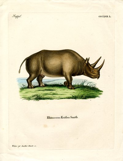 Rinoceronte Africano de German School