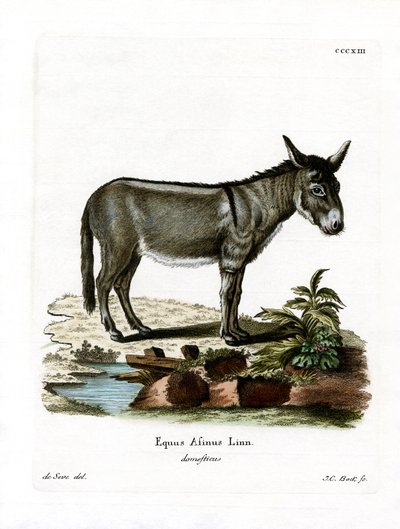 Asno Salvaje Africano de German School
