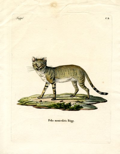 Gato salvaje africano de German School