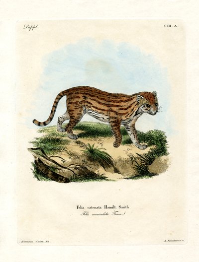 Gato salvaje africano de German School