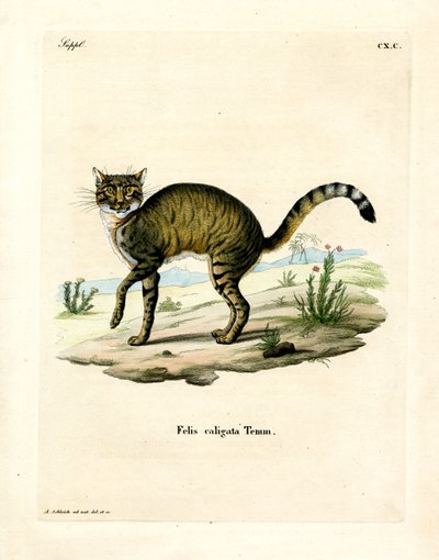 Gato Salvaje Africano de German School