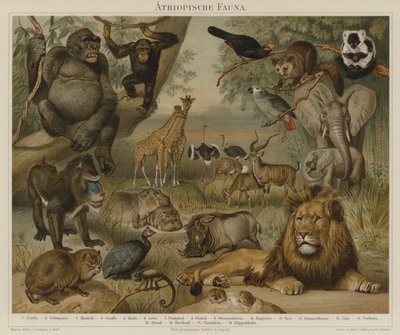 Fauna africana de German School