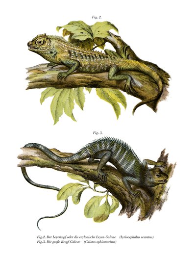 Lagarto agámido de German School
