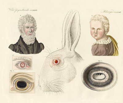 Albinos de German School