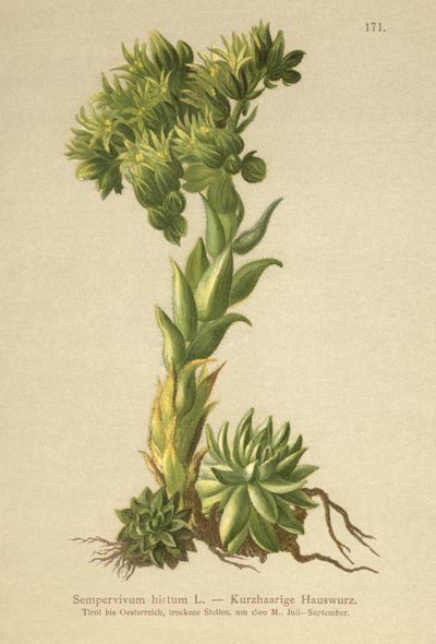 Siempreviva de Allionii (Sempervivum hirtum, Jovibarba hirta) de German School