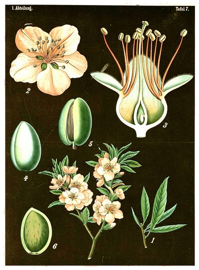 Almendra (Prunus Amygdalus) c.1890 de German School