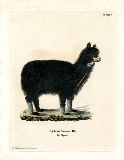 Alpaca de German School