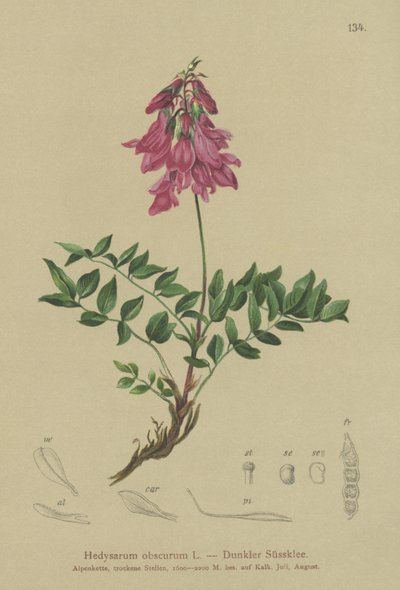 Alpino (Hedysarum obscurum, Hedysarum hedysaroides) de German School