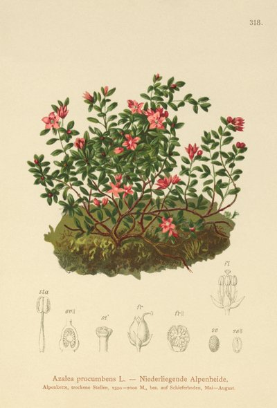 Azalea alpina (Azalea procumbens, Loiseleuria procumbens, Kalmia procumbens) de German School