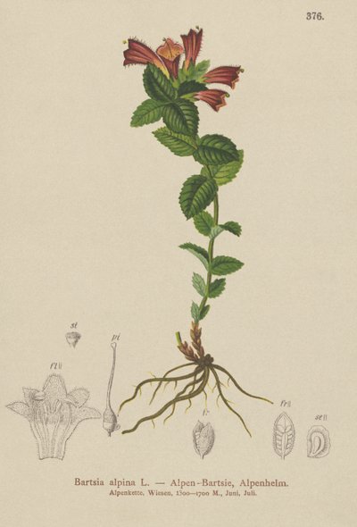 Bartsia alpina (Bartsia alpina) de German School