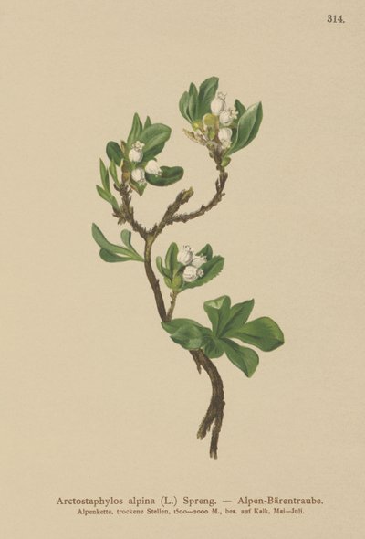 Gayuba alpina (Arctostaphylos alpina, Arctostaphylos alpinus) de German School