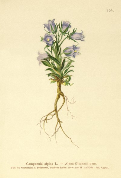 Campanilla alpina (Campanula alpina) de German School