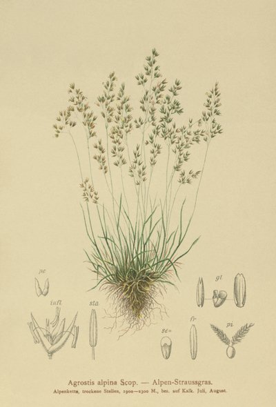 Bentgrass Alpino (Agrostis alpina, Aira flavescens) de German School