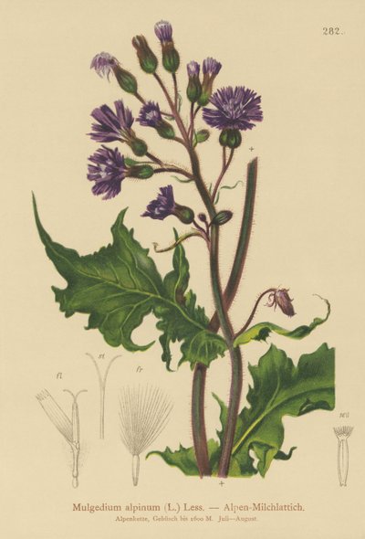 Lechuga azul alpina (Mulgedium alpinum, Cicerbita alpina) de German School