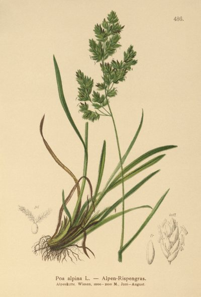 Poa alpina de German School