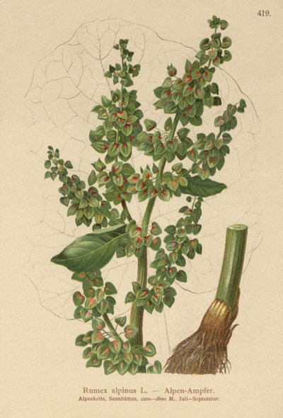 Acedera alpina (Rumex alpinus) de German School