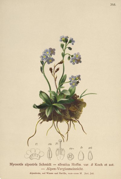 Nomeolvides alpino (Myosotis alpestris, Myosotis silvatica) de German School