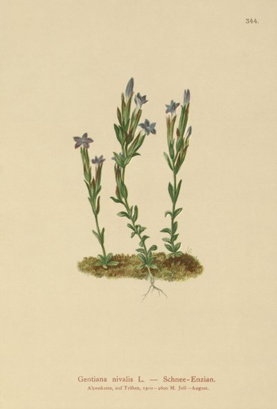 Genciana alpina (Gentiana nivalis) de German School