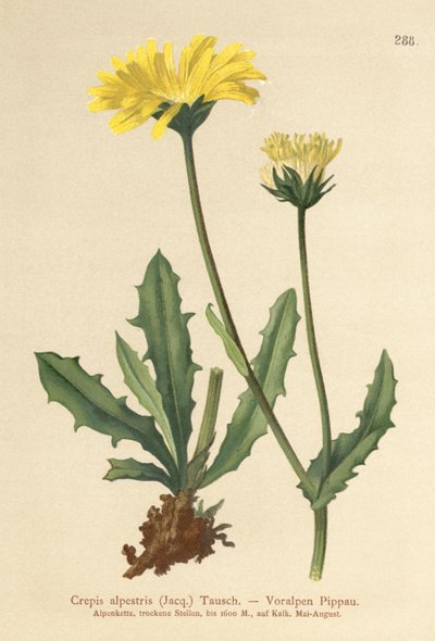 Crepis alpina (Crepis alpestris) de German School