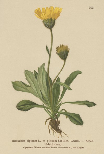 Hierba de halcón alpina (Hieracium alpinum, Hieracium alpenum, Hieracium pilosum) de German School